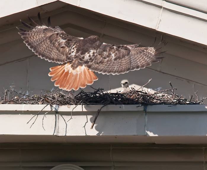 Red-tailed Hawk Returning to Nest ©Richard Fleisher. Permission required for reuse. https://www.flickr.com/photos/profman_wildlife_photos/3543507596/in/album-72157618334010347/
